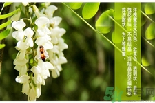 洋槐蜜是什么？洋槐蜜的作用與功效有哪些？