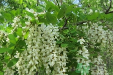 洋槐蜜的鑒別方法是什么？洋槐蜜多少錢(qián)一斤？