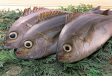 魚眼睛可以吃嗎？吃魚眼睛有什么好處？