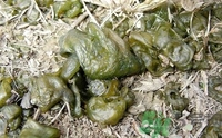 地皮菜是發(fā)物嗎？地皮菜的功效與禁忌