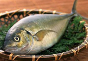 吃魚眼睛對眼睛有好處嗎？吃什么魚對眼睛好？