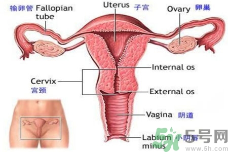 外陰瘙癢如何治療？外陰瘙癢可以用什么藥？？