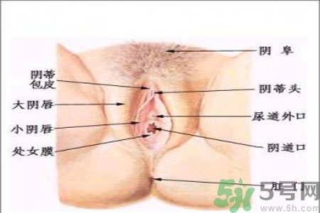 外陰瘙癢如何治療？外陰瘙癢可以用什么藥？？