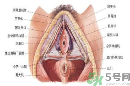 外陰瘙癢如何治療？外陰瘙癢可以用什么藥？？