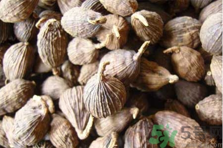 草果是什么？草果的功效與作用