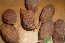 草果是什么？草果的功效與作用