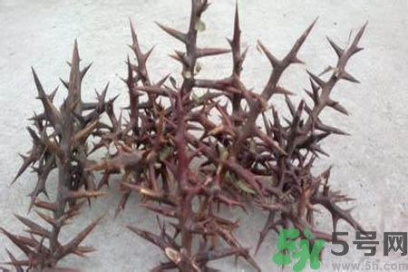 皂角刺的藥用價值是什么？皂角刺的功效與作用有哪些？