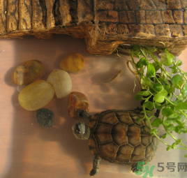 家里養(yǎng)烏龜好不好？家里養(yǎng)烏龜有什么講究？