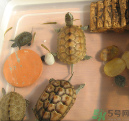 家里養(yǎng)烏龜好不好？家里養(yǎng)烏龜有什么講究？