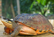 家里養(yǎng)烏龜好不好？家里養(yǎng)烏龜有什么講究？