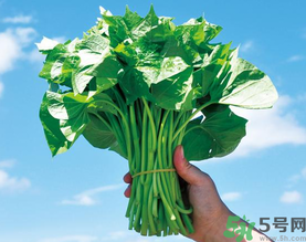 孕婦可以吃地瓜葉嗎？孕婦吃地瓜葉的好處