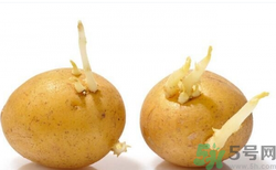 土豆發(fā)芽了還能吃嗎？發(fā)芽的土豆吃了會怎么樣？