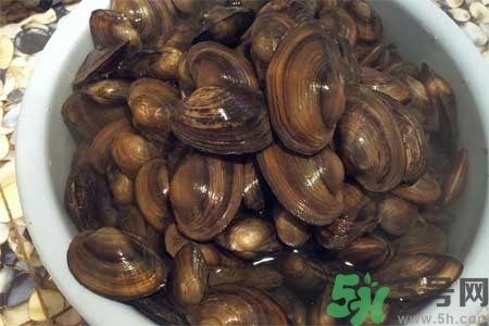 如何挑選河蚌？河蚌的營養(yǎng)價值？