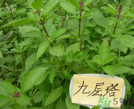 九層塔是什么菜？九層塔的功效與作用