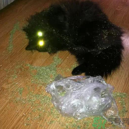 貓薄荷怎么用？貓薄荷和薄荷的區(qū)別