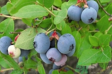 藍(lán)莓怎么洗？藍(lán)莓可以怎么吃？
