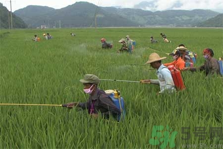 如何去除蔬菜上農(nóng)藥殘留？清洗農(nóng)藥小竅門有哪些？