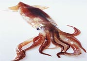 魷魚怎么處理？干魷魚怎么泡發(fā)？