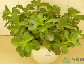 救心菜怎么吃？救心菜的吃法