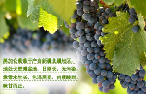 黑加侖皮能吃嗎？黑加侖皮的功效