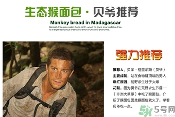 面包果怎么吃？面包果的功效