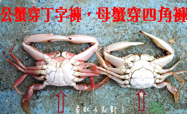 九月份吃公蟹還是母蟹？公蟹和母蟹哪個(gè)更好吃？