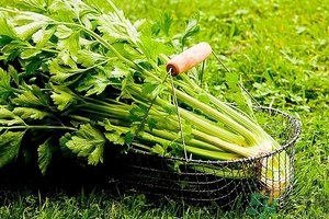 芹菜汁能去斑嗎？芹菜汁可以做面膜嗎？