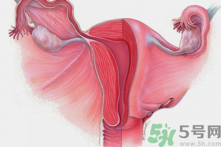 子宮移位的原因是什么？子宮移位的癥狀有哪些？
