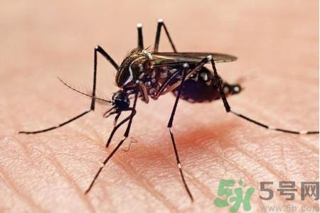 寨卡病毒是如何傳播的？寨卡病毒傳播途徑是什么？