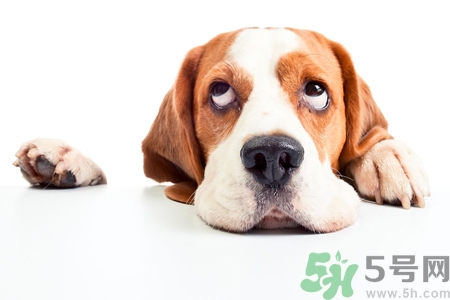 被狗咬出血怎么辦？被狗咬了沒(méi)出血怎么辦？