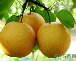 吃梨會(huì)發(fā)胖嗎？吃梨子有什么好處？