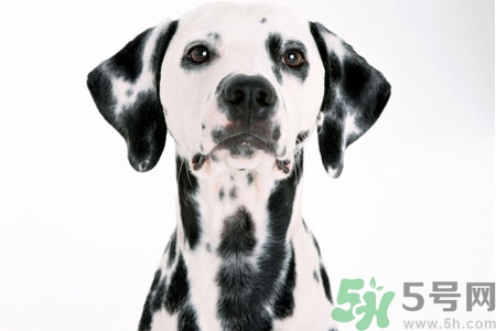 狗狗怎么訓(xùn)練？狗狗怎么喂養(yǎng)？