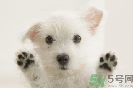 狗狗咳嗽怎么回事？狗狗咳嗽怎么辦？