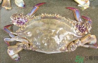 河蟹死了還能吃嗎？河蟹死了多久還能吃？