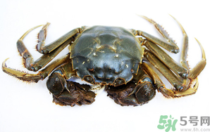 河蟹死了還能吃嗎？河蟹死了多久還能吃？