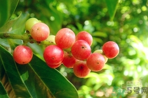 五月茶的功效 五月茶怎么吃？