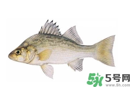 秋季適合吃什么魚？秋季吃魚的好處？