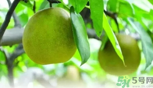 吃梨子喝水會(huì)拉肚子嗎？吃完梨子能喝水嗎？