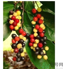 五月茶的功效 五月茶怎么吃？