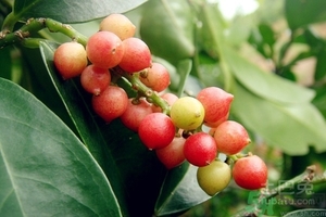 五月茶的功效 五月茶怎么吃？