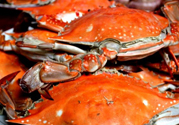 梭子蟹多少錢一斤？梭子蟹多少錢一只？