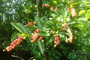 五月茶的功效 五月茶怎么吃？