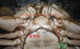 梭子蟹怎么挑選？梭子蟹挑選圖解