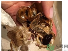 黑蒜可以補身體嗎？怎么自制黑蒜？
