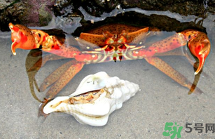 河蟹死了一天能吃嗎？河蟹死了多久不能吃？