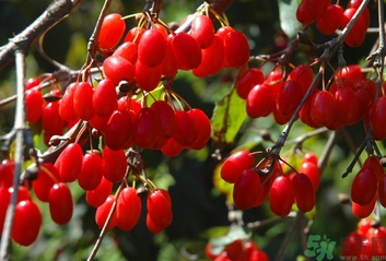 茱萸是什么？重陽節(jié)為什么要插茱萸？