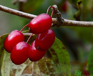 茱萸是什么？重陽節(jié)為什么要插茱萸？