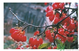 茱萸是什么？重陽節(jié)為什么要插茱萸？