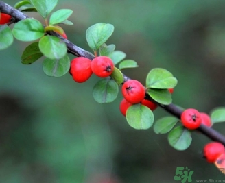 茱萸是什么？重陽節(jié)為什么要插茱萸？