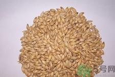 麥芽可退奶還是發(fā)奶？麥芽的功效與作用